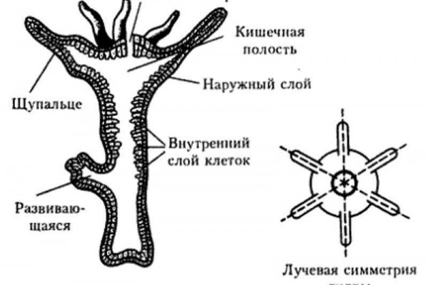 Kraken zerkalo официальный сайт